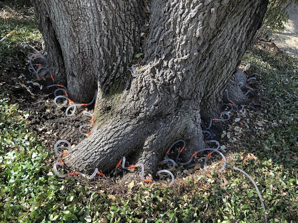 Detailed Tree Cabling and Bracing job site in New Fairfield
