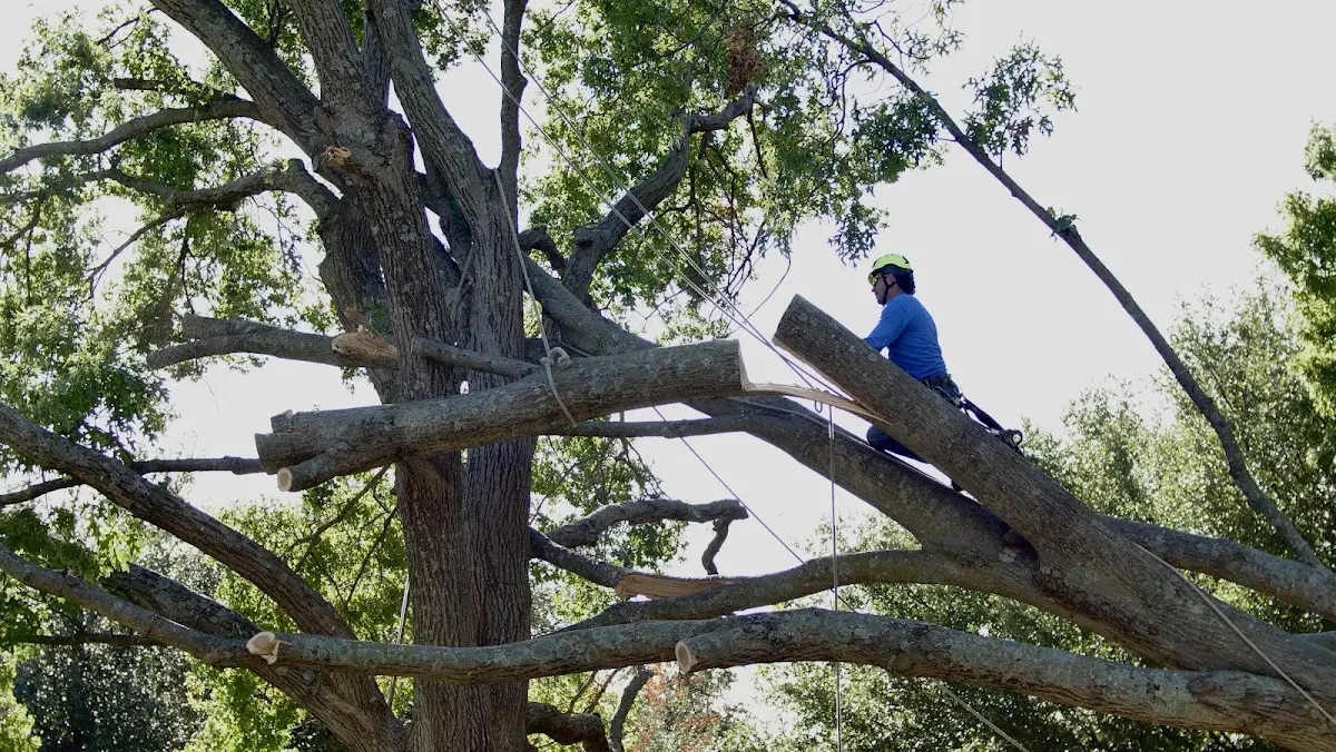 Professional Crown Thinning performed by certified arborists in New Fairfield